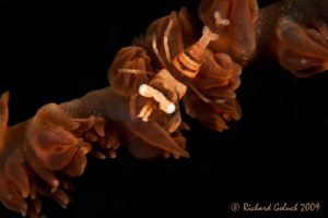 Whip Coral Shrimp found in Lembeh-Canon 50 D 100 mm macro... by Richard Goluch 